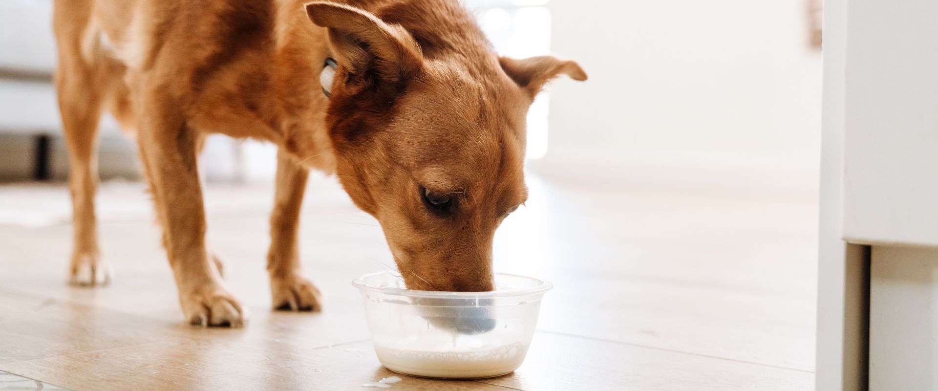 Dog drinking cow milk hotsell